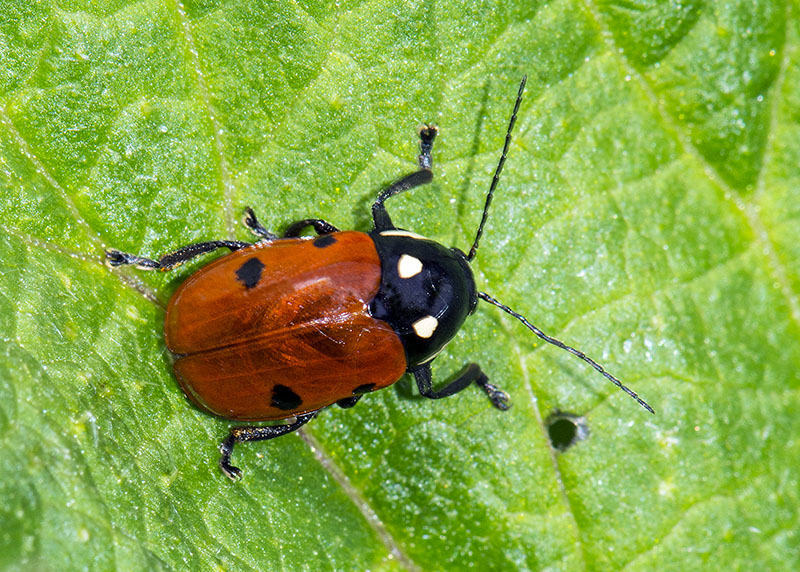 Chrysomelidae: Cryptocephalus da identificare